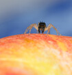 Black, tufted morph of Dimorphic jumper sitting on top of an apple, with light blue background