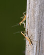A tiny newly hatched Carolina mantid nymph on a wooden post, with another one out of focus a little farther back