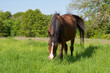 Old red bay Arabian horse happily eating lush green grass in spring