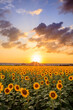 夕日と向日葵畑　柳川ひまわり園　福岡県柳川市　Sunset and sunflower field. Yanagawa Sunflower Garden. Fukuoka Pref, Yanagawa City.　　