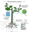 Transpiration process or plant cohesion