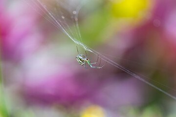 St Andrews Cross Spider forming a web in natural habitat, Eastern Australia
