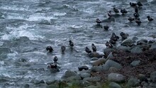 Group Of Harlequin Ducks Sitting On The Rocks By The River. - Static
