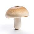 Champignons mushrooms isolated on a white background