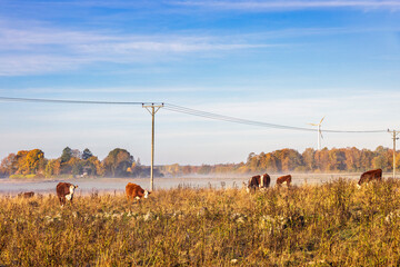 Poster - Beef cattle in a pasture by a power line in the countryside