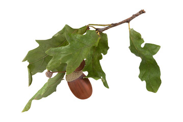 Wall Mural - A branch with dried leaves and an acorn isolated on a transparent background.