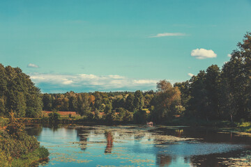 Wall Mural - Pond surrounded by trees on a sunny summer day