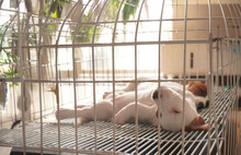 Sleeping Puppy In Cage On Sunny Day