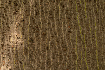 Poster -  tree bark background