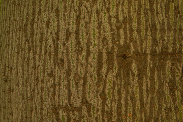 Poster -  tree bark background