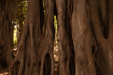 Poster -  tree bark background