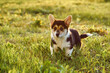 © Евгения Рубцова - Portrait of adorable little young brown white dog welsh pembroke corgi walking on green grass in park yard on sunny day.