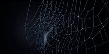 Halloween Background With Cobwebs. Vector Web On A Black Background.