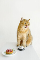 Wall Mural - british cat funny portrait with delicious raspberry tartlet and a bell for waiters