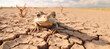 A wildlife snapshot of a frog in a dried-up pond, emphasizing the challenges that animals face during droughts and their dependence on water for survival.