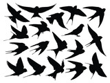 Fototapeta  - The set silhouettes of flying swallows. 

