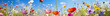 Flower meadow - background panorama - summer flowers