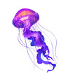 Jellyfish Purple deep sea poisonous illustration realism isolate.