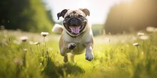 Happy Pug Dog Running On A Green Meadow On A Summer Day