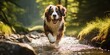 Happy saint bernhard dog running through a river in nature on a sunny summer day