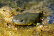 American bullfrog // Nordamerikanischer Ochsenfrosch (Lithobates catesbeianus)