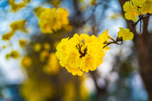 Beautiful Blooming Yellow Golden Tabebuia Chrysotricha Flowers Of The Yellow Trumpet That Are Blooming With The Park In Spring Day In The Garden And Sunset Sky Background In Thailand.