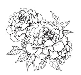 Sticker - Pionies sketch hand drawn in comic style.Vector Garden flowers