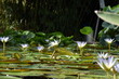 Weiße Seerosen im Botanischen Garten in Freiburg