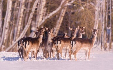 Wall Mural - a herd of fallow deer is looking for food in the snow. Dama dama. 