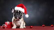 Cute dog wearing Santa Claus costume in christmas party .merry christmas concept.Created with Generative AI technology.