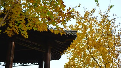 Wall Mural - Leaves turn yellow in autumn