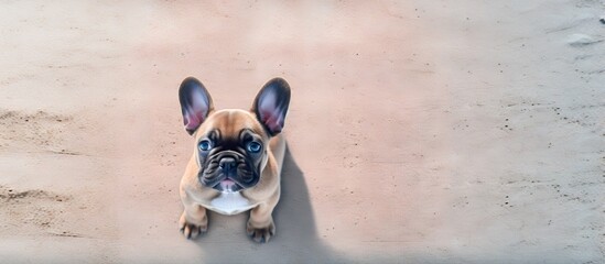 Poster - French Bulldog puppy outside isolated pastel background Copy space