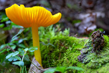 Yellow Forest Mushroom
