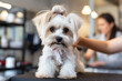 skilled dog groomer meticulously attending to a furry client, demonstrating their expertise in breed-specific grooming techniques and emphasizing the bond between groomer and dog
