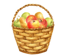 Basket With Apple And Pear Fruits. Thanksgiving Or Harvest Day Card Design. Watercolor Drawing.