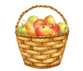 Wall Mural - Basket with apple and pear fruits. Thanksgiving or Harvest Day card design. Watercolor drawing.