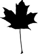 Maple leaf, manually traced and highly detailed vector silhouette