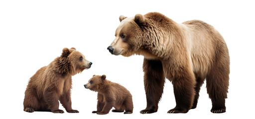 Wall Mural - Adult brown bear and cute bear cubs, cut out