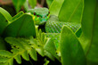 Green pit viper camouflage