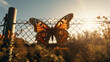 A butterfly on the background of the sun sits on the fence net.