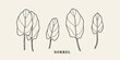 Set of flat vector sorrel branches