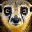 Create a striking photographlike image of a meerkats face that resembles the style and impact of National Geographics cover picture Capture the meerkats captivating gaze as it looks directly into 