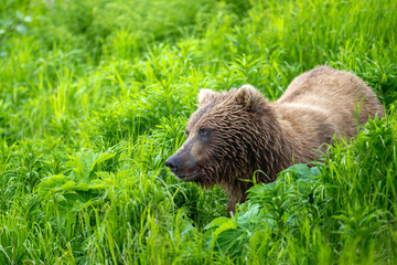 Wall Mural - katmai coastal brown bear