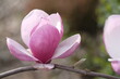 A purple magnolia flower has opened its petals in half.