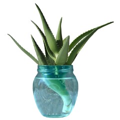 Sticker - aloe vera plant in water isolated over white