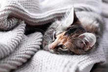 Gray Little Kitten Resting On The Windowsill And Wrapped In A Warm Blanket, Close-up, Soft Selective Focus