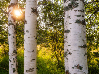 Wall Mural - Birch tree forest on a warm sunny summer day. Nature background. Calm and relaxing mood. Sun flare. Soft and airy look.