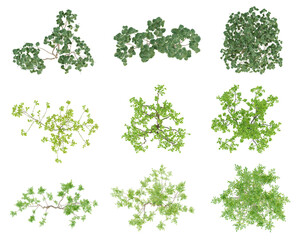 Wall Mural - Set of green outside tree on top view isolated on transparent background, 2d plants, 3d render illustration.