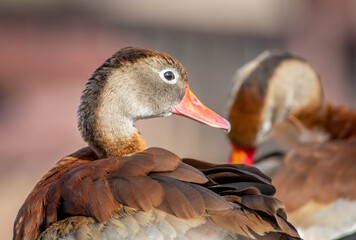 Wall Mural - Black-bellied Whistling-Duck