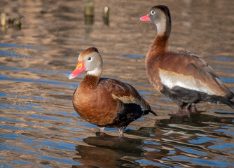 Wall Mural - Black-bellied Whistling-Duck
